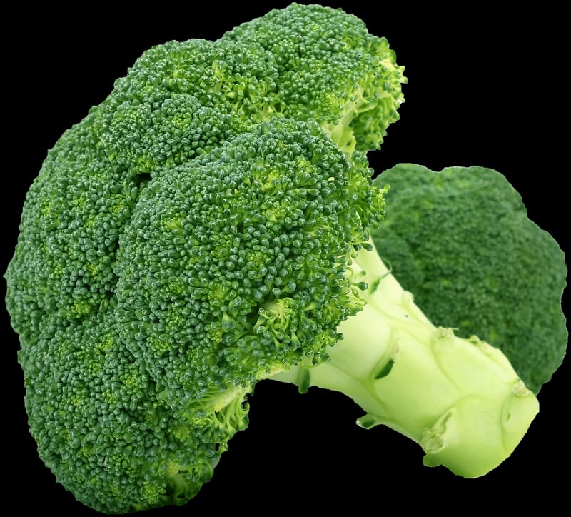 Plant-Based Diet